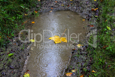 Yellow maple leaf in rainy weather fell into a puddle