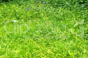 bunte Blumenwiese, colorful flower meadow