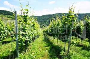 grüne Weinstöcke, green grapevines