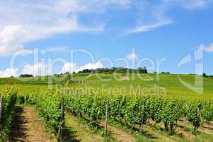 grüne Weinberge, green vineyard