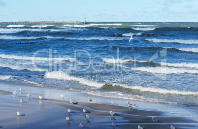 small waves in the sea, seagulls fly in the sky above the sea, seagulls on the seashore, sea coastal zone and birds