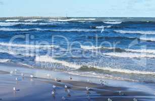 small waves in the sea, seagulls fly in the sky above the sea, seagulls on the seashore, sea coastal zone and birds