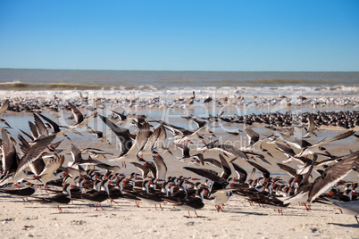 Flying black skimmer terns Rynchops niger