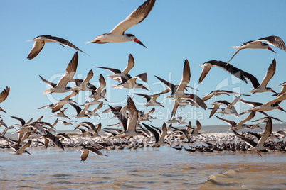 Flying black skimmer terns Rynchops niger