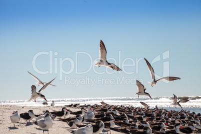 Flying black skimmer terns Rynchops niger