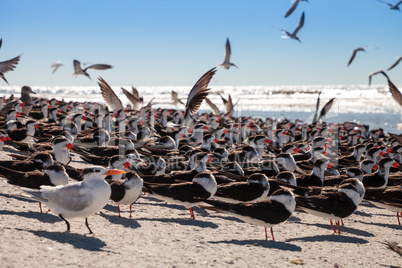 Flying black skimmer terns Rynchops niger