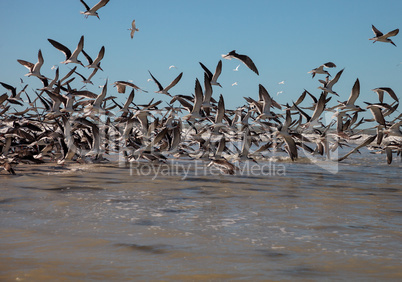 Flying black skimmer terns Rynchops niger