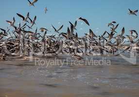 Flying black skimmer terns Rynchops niger
