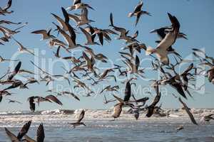 Flying black skimmer terns Rynchops niger