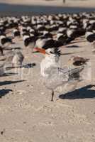 Nesting royal tern Thalasseus maximus