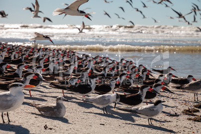 Nesting black skimmer terns Rynchops niger on the white sands