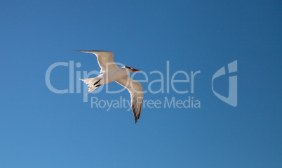 Flying royal tern Thalasseus maximus on the white sands