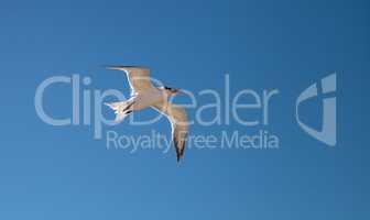 Flying royal tern Thalasseus maximus on the white sands
