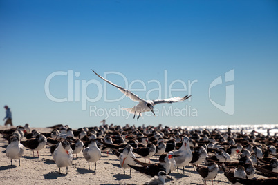 Flying royal tern Thalasseus maximus on the white sands