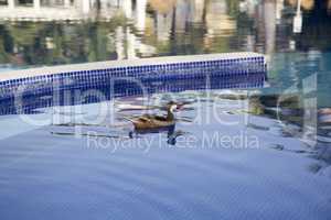 Wild duck am Pool