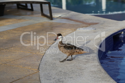 Wild duck am Pool