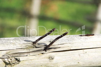 Nails in the wood