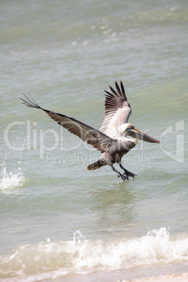 Flying brown pelican Pelecanus occidentalis