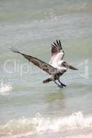 Flying brown pelican Pelecanus occidentalis