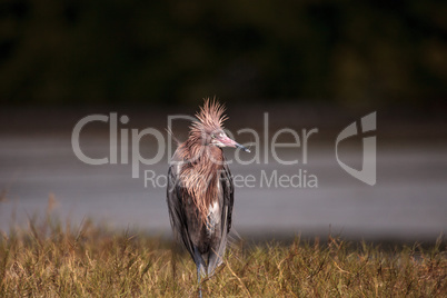 Funny reddish egret wading bird Egretta rufescens having a bad h