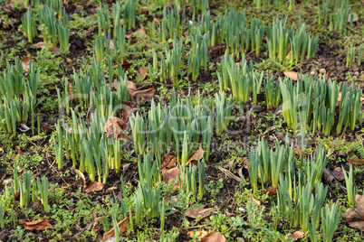 Young spring sprouts of daffodils in the garden