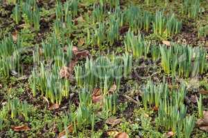 Young spring sprouts of daffodils in the garden