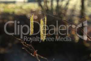 Yellow flowering earrings of an alder tree