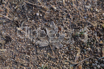The old leaf lies on the frozen ground