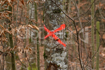 Tree in forest marked with red X to be cut down