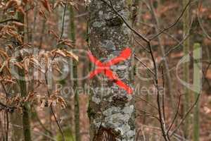 Tree in forest marked with red X to be cut down
