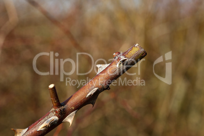 Shank of a branch of wild rosehip with sharp thorns