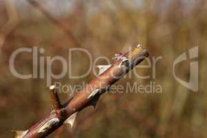 Shank of a branch of wild rosehip with sharp thorns