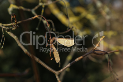 dry maple seeds hanging on a branch