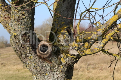 Fruit tree with hollow overgrown with moss