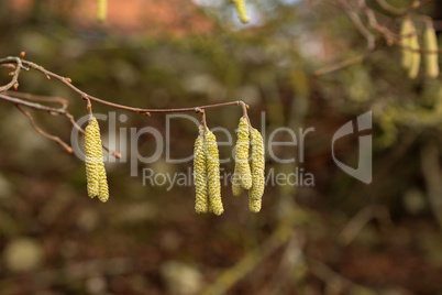 Yellow flowering earrings of an alder tree in early spring