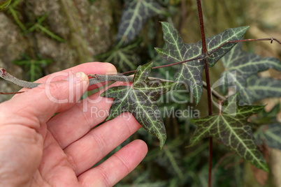 hand holding hedera helix is the common ivy
