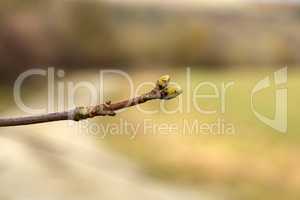 Closeup of buds on tree branches swelling in anticipation of spring