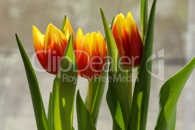 Yellow red tulips on a blurred background