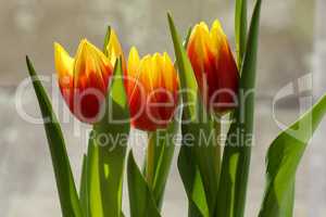 Yellow red tulips on a blurred background