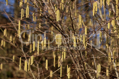 Yellow flowering earrings of an alder tree