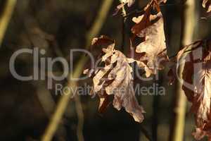 Old oak leaves on a blurred background