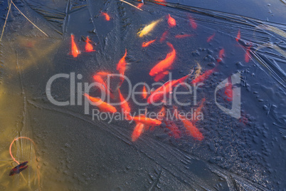 Goldfish under the ice of a frozen pond