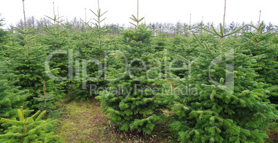 christmas tree plantation