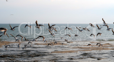 seagulls on the beach