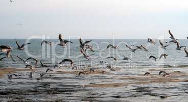 seagulls on the beach