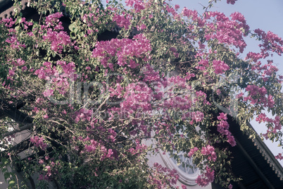 Pink bougainvillea blooming against the blue sky