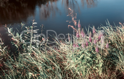 Meadow grass and flowers on the river Bank.