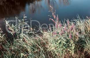 Meadow grass and flowers on the river Bank.