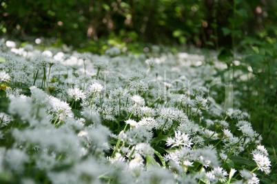 the wild garlic is related with chives, onion and garlic