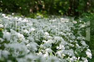 the wild garlic is related with chives, onion and garlic
